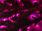 thumbs/pict0017.png