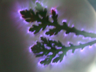 thumbs/pict0026.png