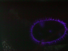 thumbs/pict0010.png