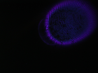 thumbs/pict0017.png