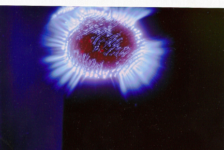 thumbs/001_nicasio_pulgar_dcha.gif.png