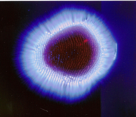 thumbs/004_nicasio_anular_dcha.gif.png