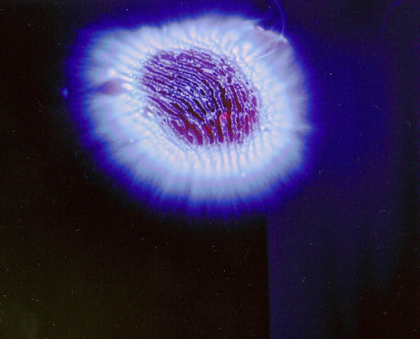 thumbs/006_nicasio_pulgar_izda.gif.png